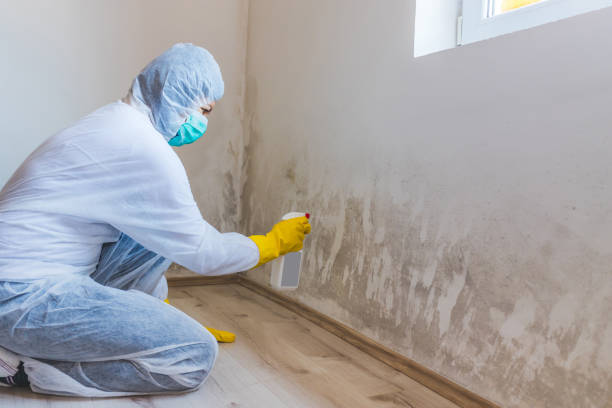 Licensed Mold Remediation service in Westville, NJ - 24 Hour Mold Removal